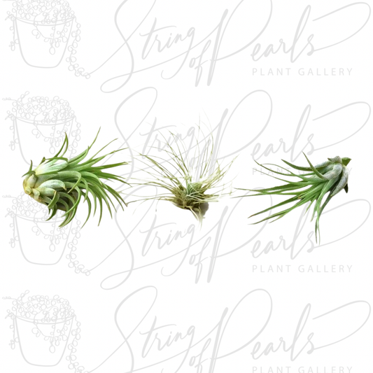 Air Plant 3 Pack - Three Air Plant Varieties - 2"-3" Large