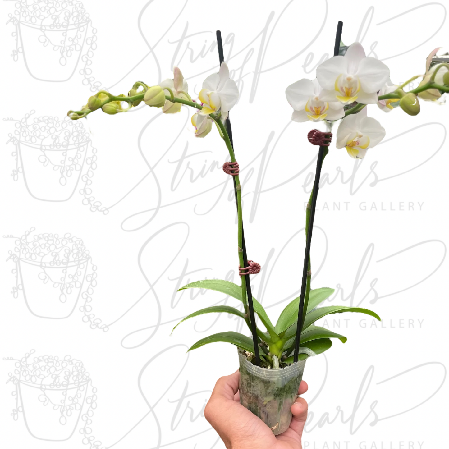 Orchid 'White Phalaenopsis'