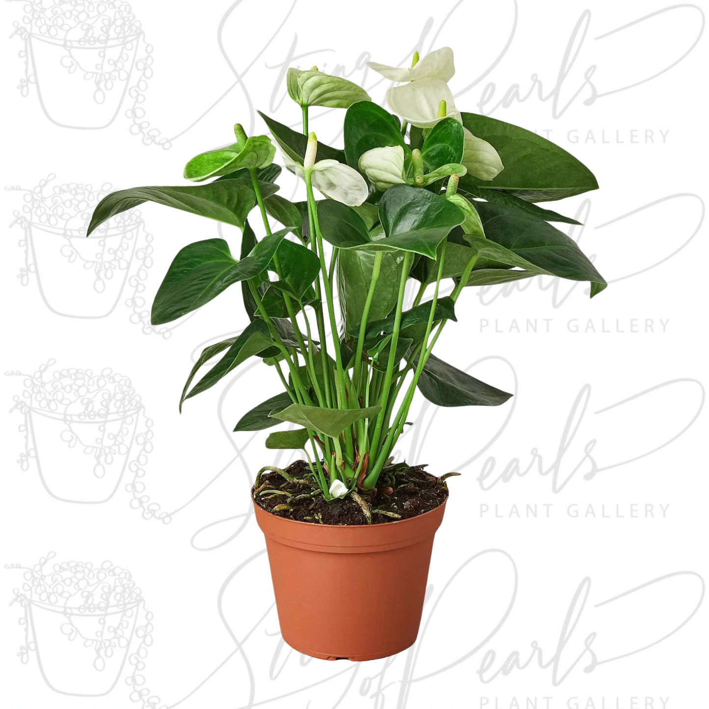 Anthurium 'White'