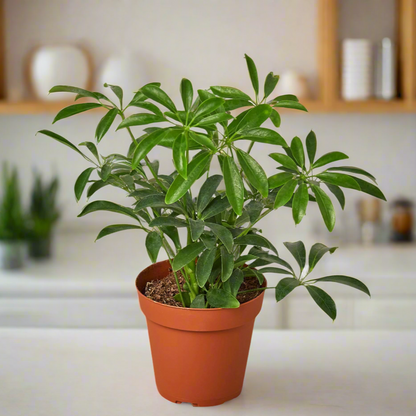 Schefflera Arboricola 'Umbrella'