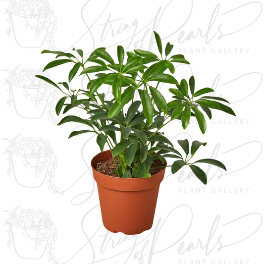 Schefflera Arboricola 'Umbrella'