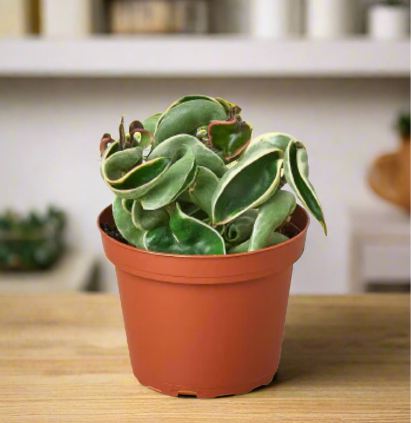 Hoya 'Rope Plant' Variegated