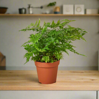 4 inch autumn fern indoor houseplant