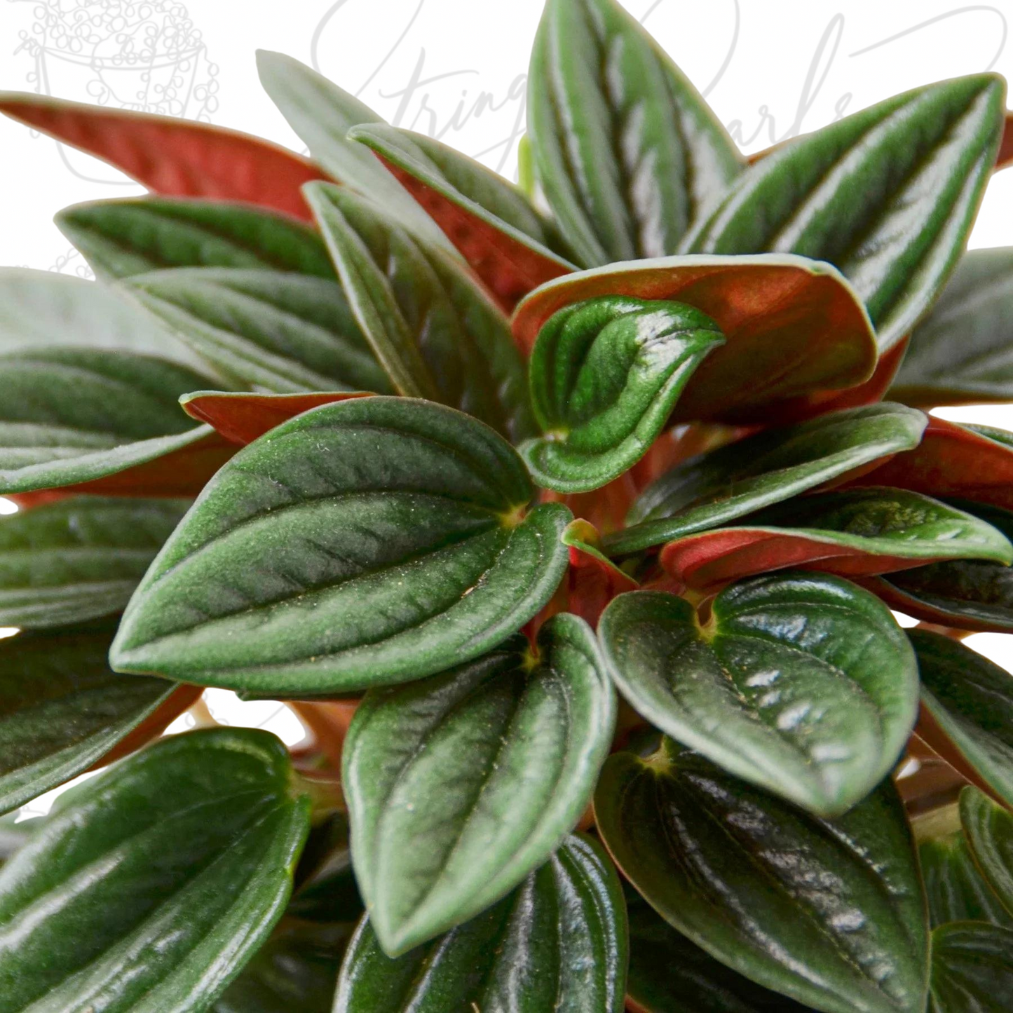 Peperomia Rosso