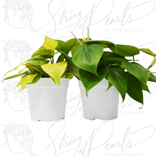 2 Philodendron Variety Pack - 4" Pots