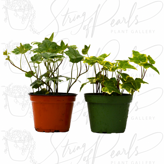 2 English Ivy Variety Pack - 4" Pot