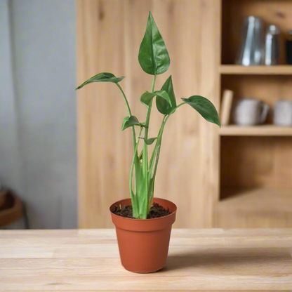 Alocasia tiny dancer in a terracota pot