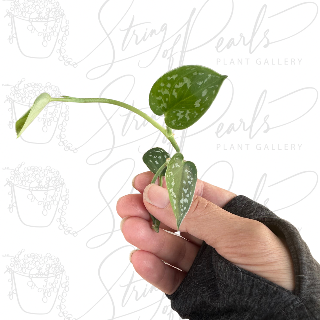 Pothos 'Satin' - CUTTING