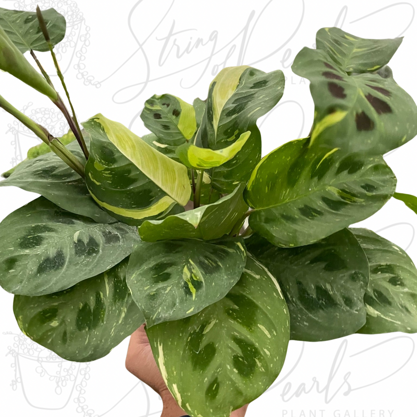 Maranta Variegated 'Beauty Kim'