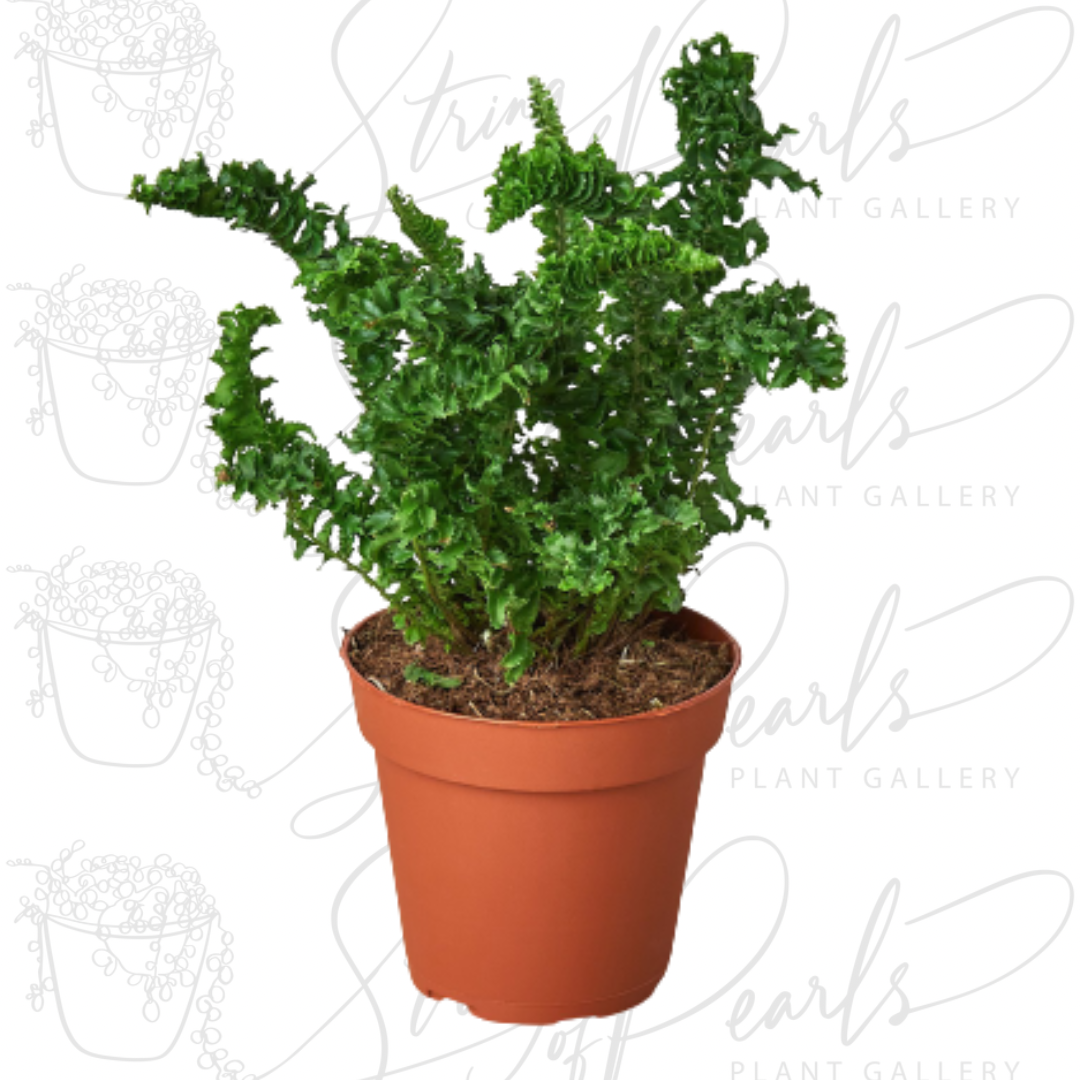 4 inch emina fern indoor houseplant