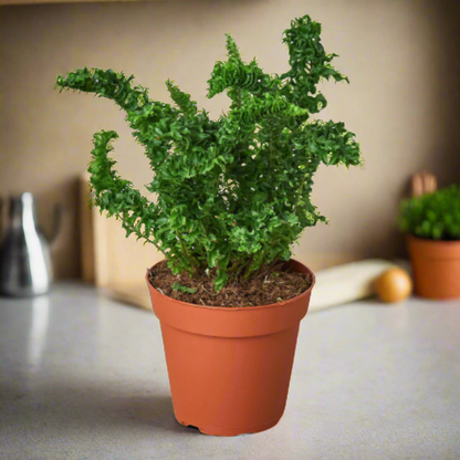 4 inch emina fern indoor houseplant