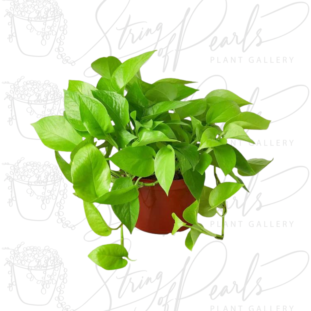 pothos neon plant