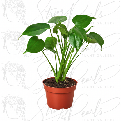 A potted Monstera Deliciosa plant with large, glossy, heart-shaped green leaves. The plant is displayed in a terracotta-colored pot and is known for its attractive, tropical foliage that develops splits and holes as it matures.