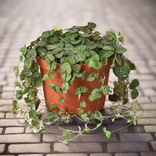 Succulent 'String of Hearts'