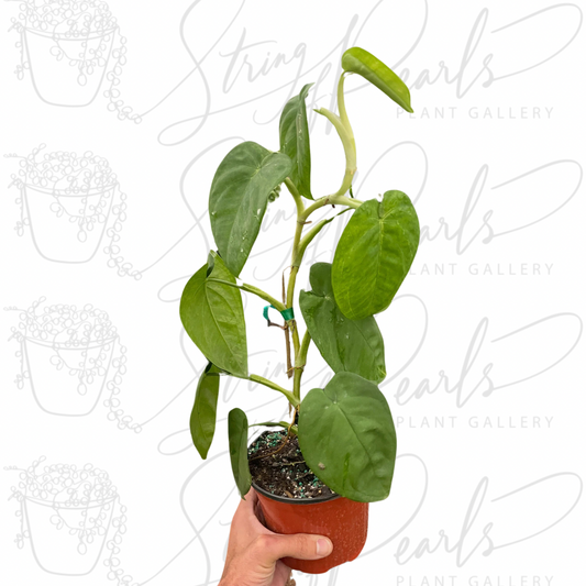 A Philodendron plant held by hand in a greenhouse, featuring large, heart-shaped green leaves.