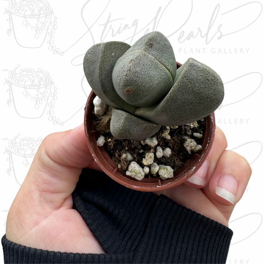 Split Stone Succulent