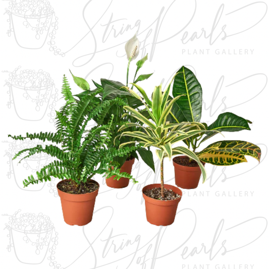 A group of four potted houseplants, including a Boston Fern (Nephrolepis exaltata) with lush, feathery fronds, a Peace Lily (Spathiphyllum) with dark green leaves and a single white bloom, a Dracaena Lemon Lime with long, variegated green and yellow striped leaves, and a Croton (Codiaeum variegatum) with bold, multicolored leaves in shades of green, yellow, and red. These plants are popular for their striking foliage and are commonly used to add greenery and color to indoor spaces.