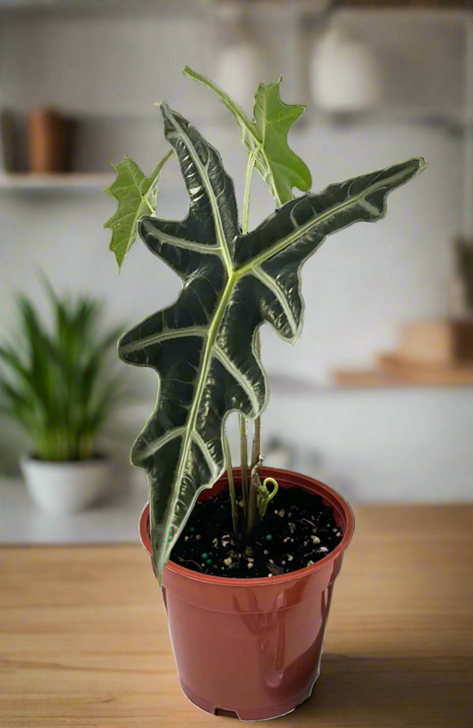 Alocasia 'Nobilis'