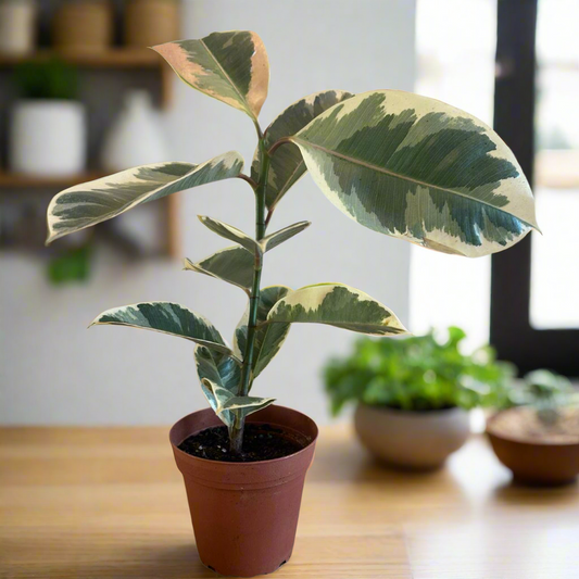 Ficus Elastica 'Tineke'