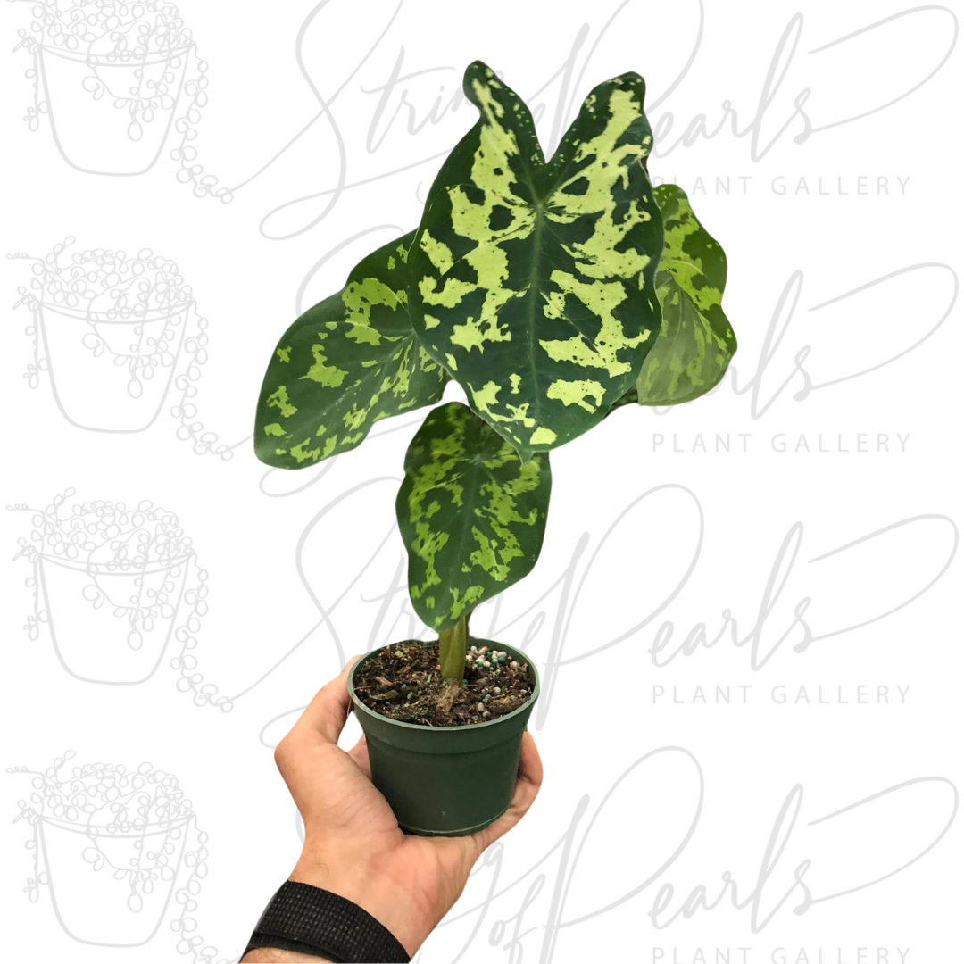  A hand holding a potted Alocasia Hilo Beauty plant, featuring large, heart-shaped leaves with striking green and yellow variegated patterns. The plant is in a small green nursery pot, showcasing its unique foliage.