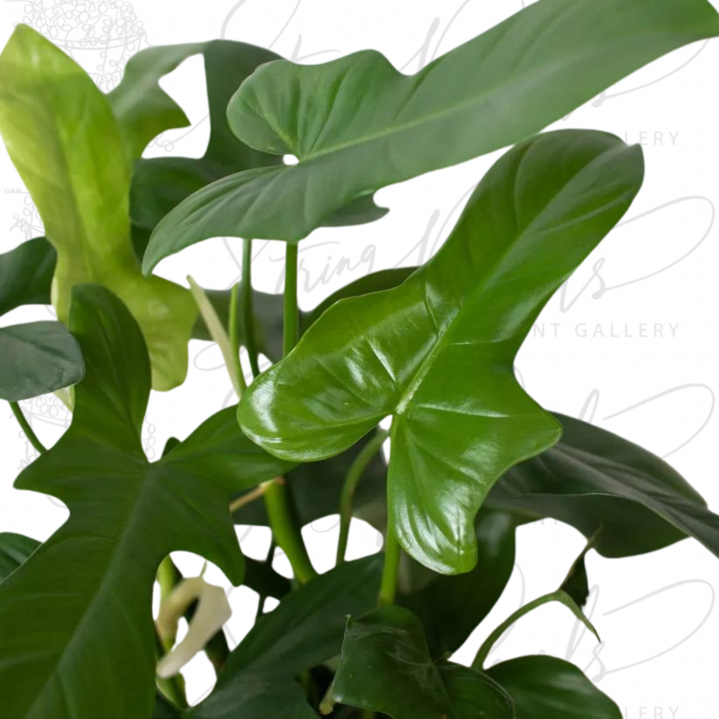 Philodendron 'Silver Sword'