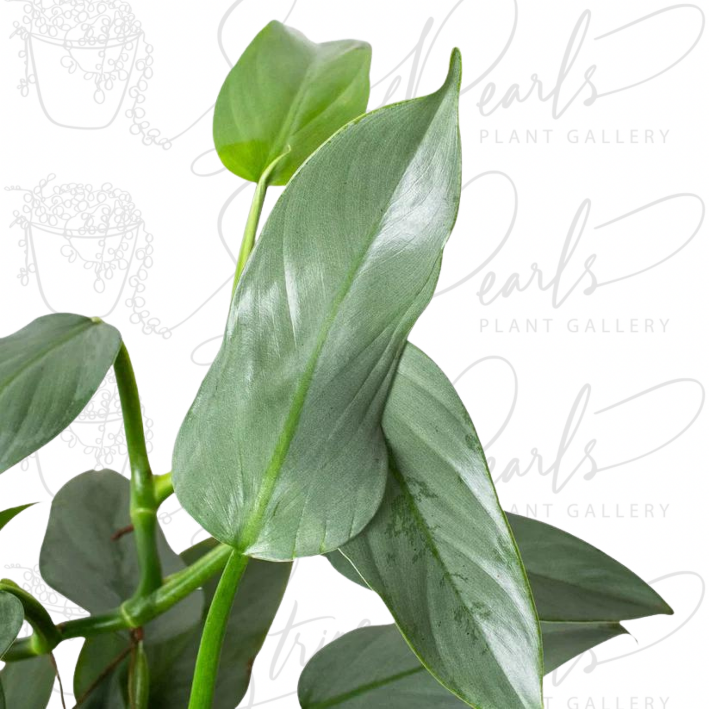 Philodendron 'Silver Sword'