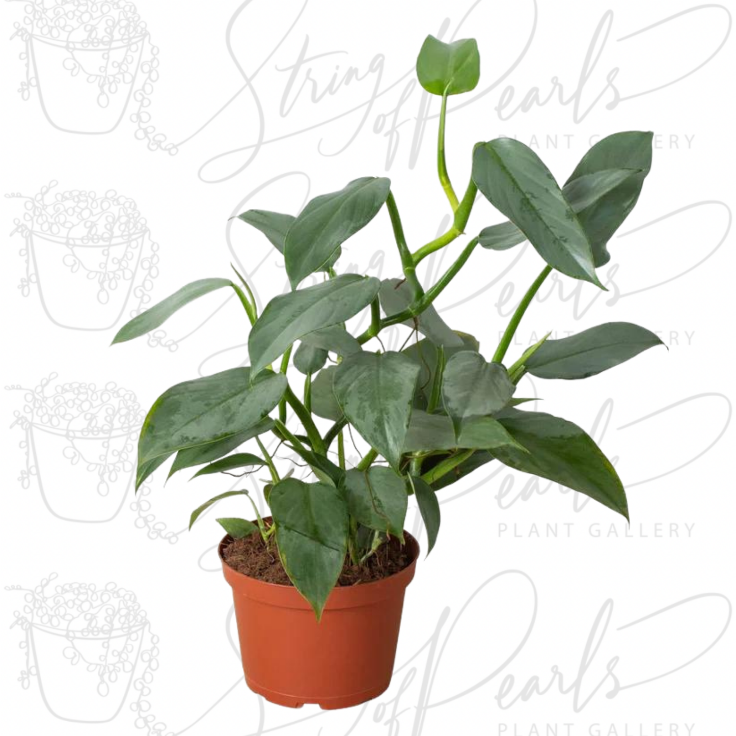 Philodendron 'Silver Sword'