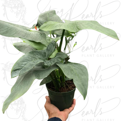 Philodendron 'Silver Sword'