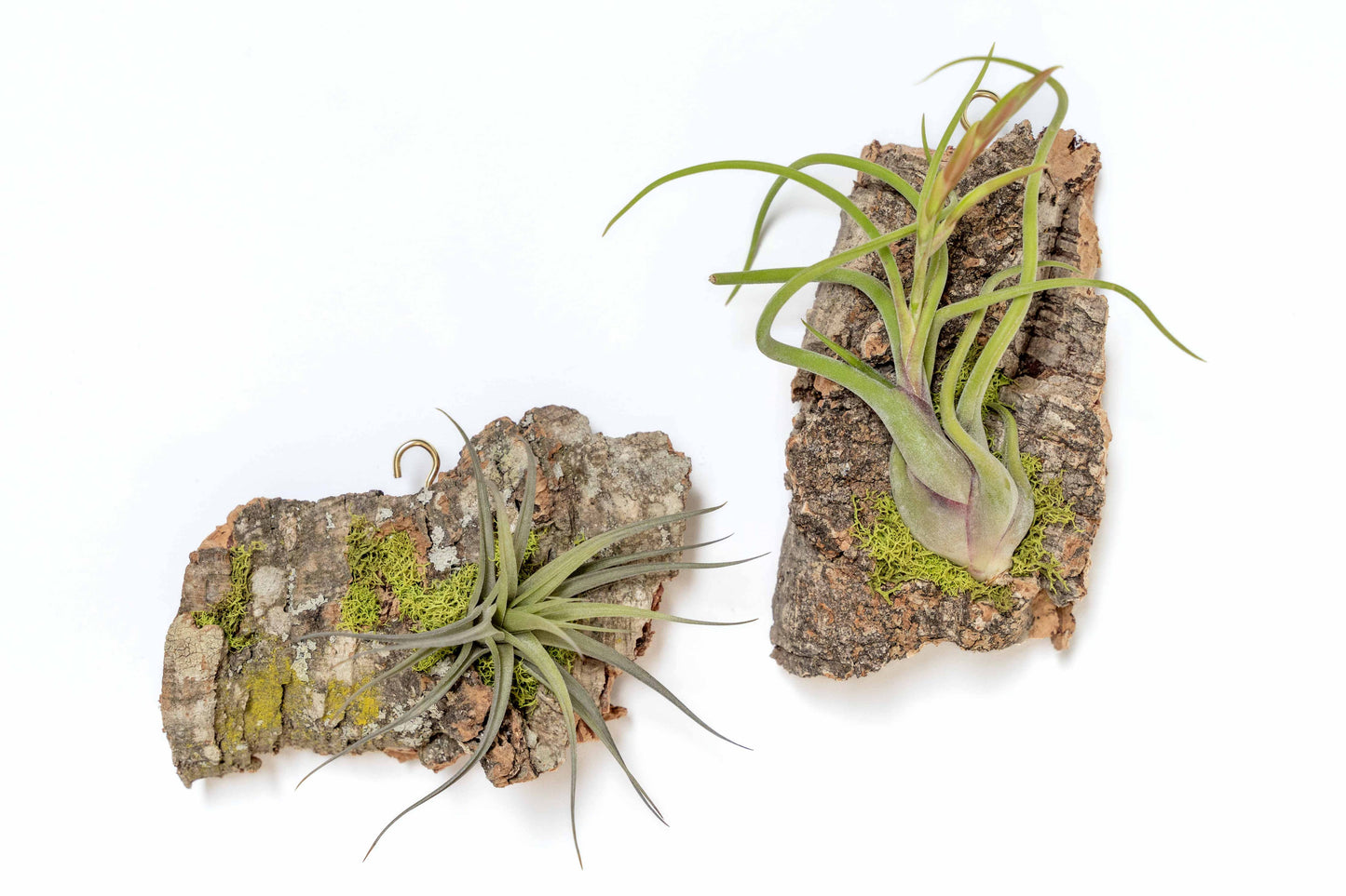 Fully Assembled Air Plant Cork Bark Displays- Multiple Sizes