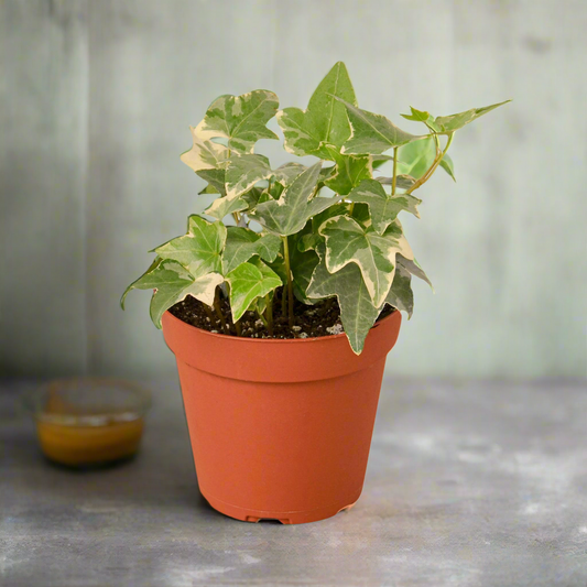 English Ivy 'Glacier'