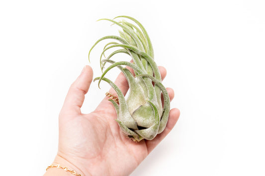 Tillandsia Seleriana Air Plant