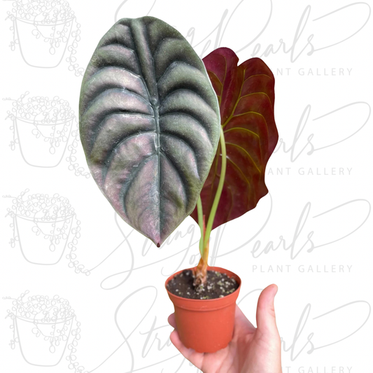 A potted Alocasia 'Red Secret' plant showcasing the large, glossy, metallic red-burgundy leaf, held in a small terracotta pot.