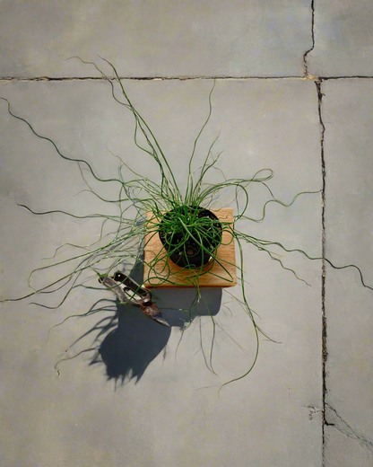 Juncus 'Spiralis Twister' (Corkscrew Plant)