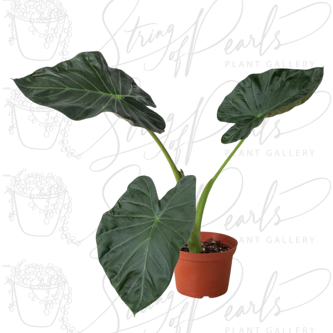 A potted Alocasia Regal Shields showing is big and healthy leaves