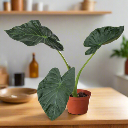 A potted Alocasia Regal Shields showing is big and healthy leaves