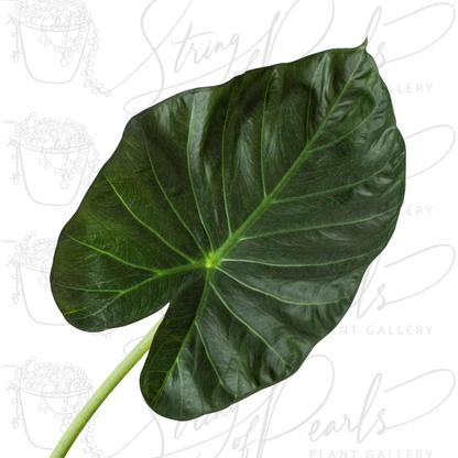 A close up leaf photo of Alocasia Regal Shields showing its dark green, deeply veined, and textured leaves.