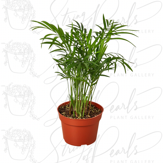 Parlor Palm Plant