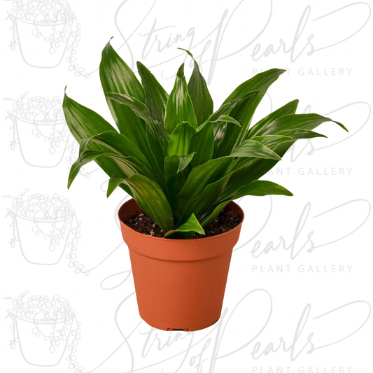 Dracaena 'Janet Craig' - 4" Pot - NURSERY POT ONLY