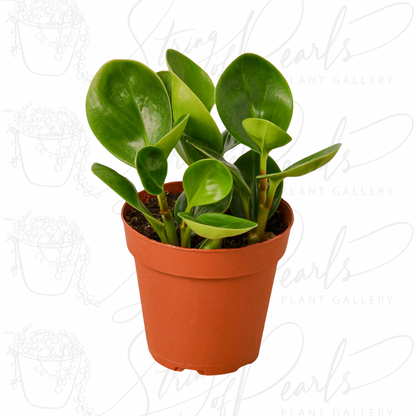 Peperomia Thailand