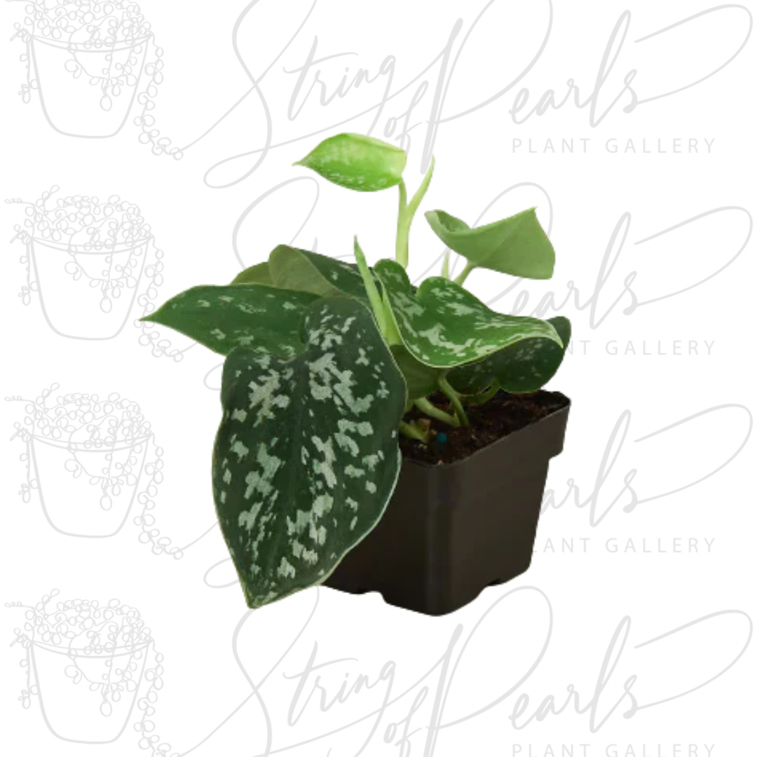 pothos satin plant