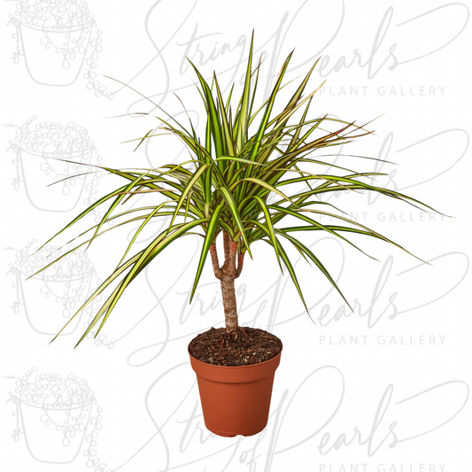 Dracaena Marginata 'Sunshine'