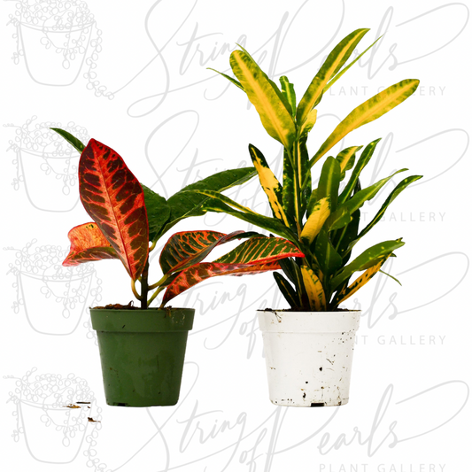 2 Croton Variety Pack - 4" Pot