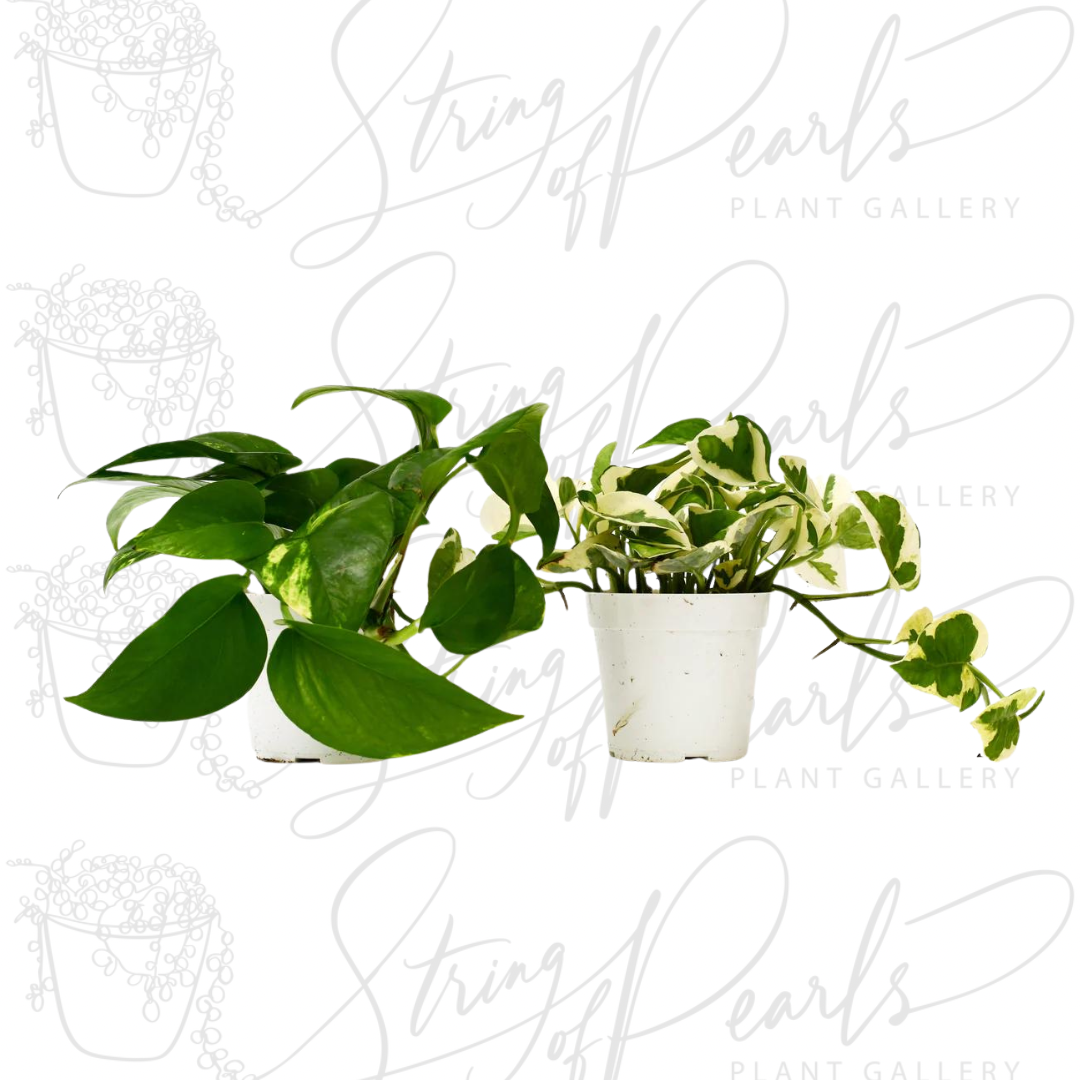 2 Pothos Variety Pack - 4" Pot