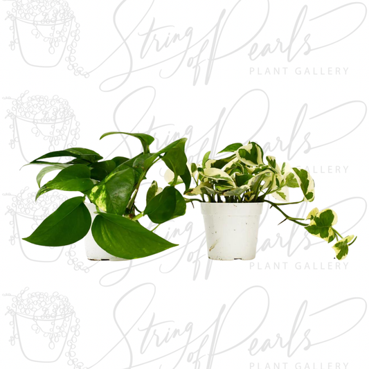 2 Pothos Variety Pack - 4" Pot