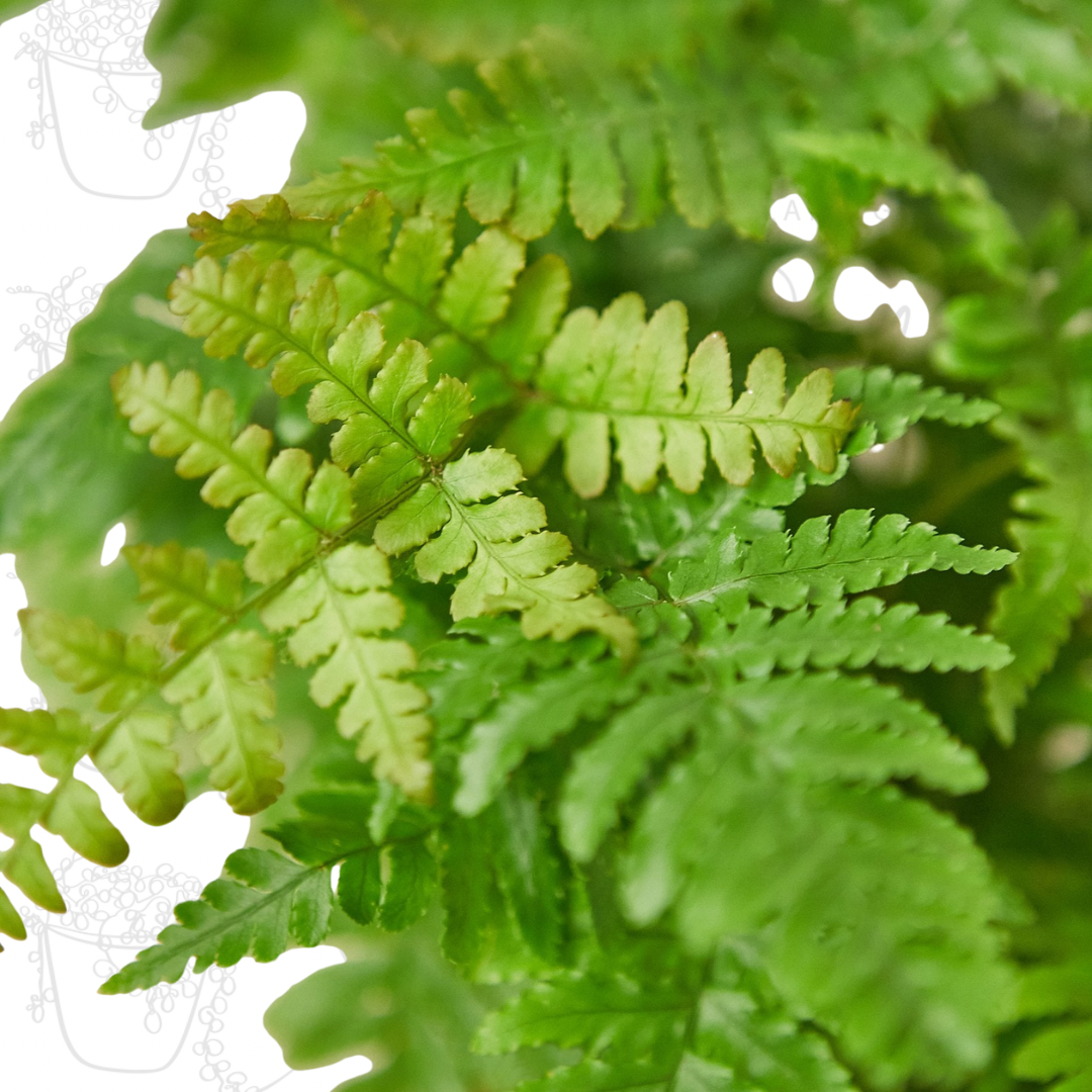 Close up of autumn fern leaves