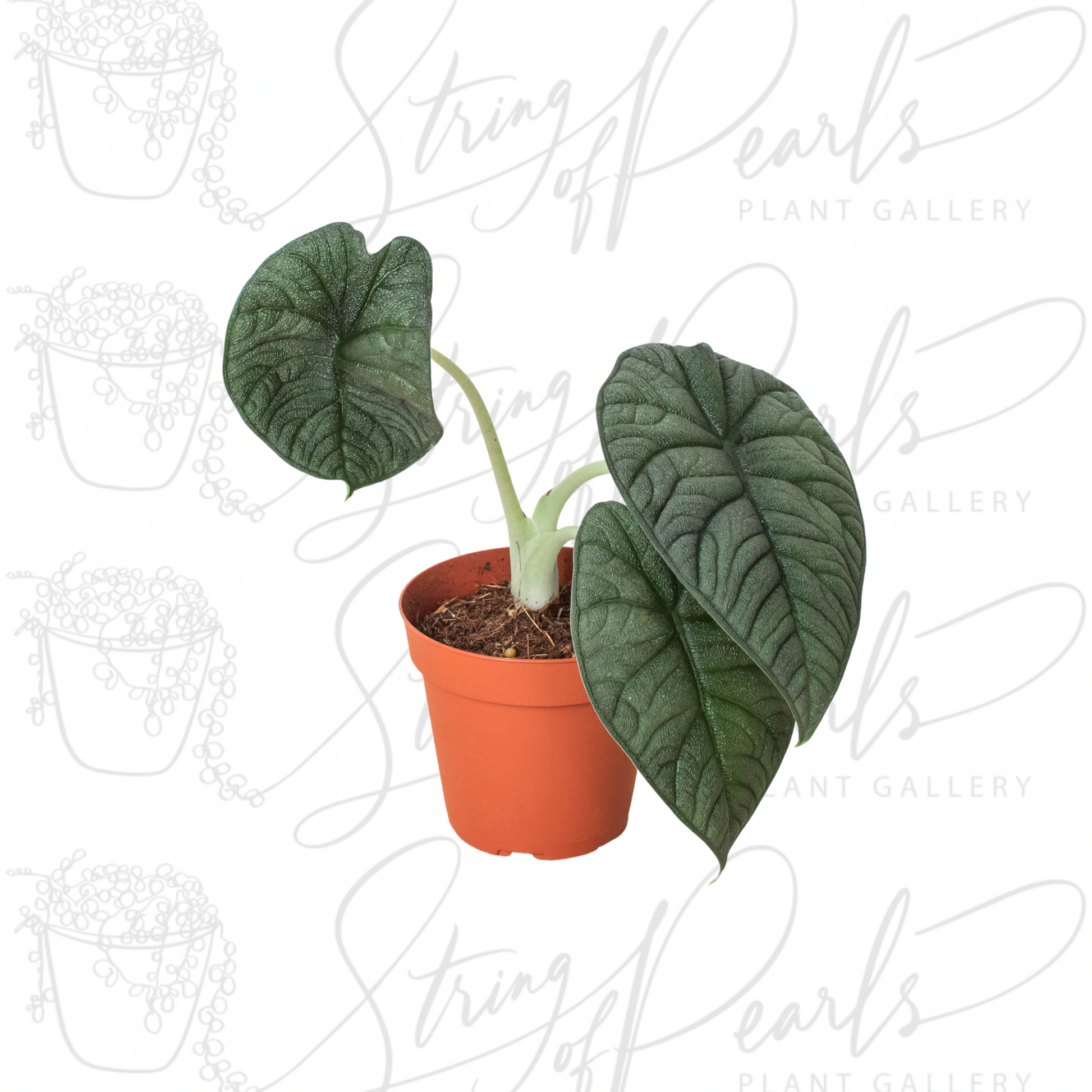 An Alocasia 'Melo' plant in a small terracotta pot with its distinct, dark green, and thick leaves with deep venation.