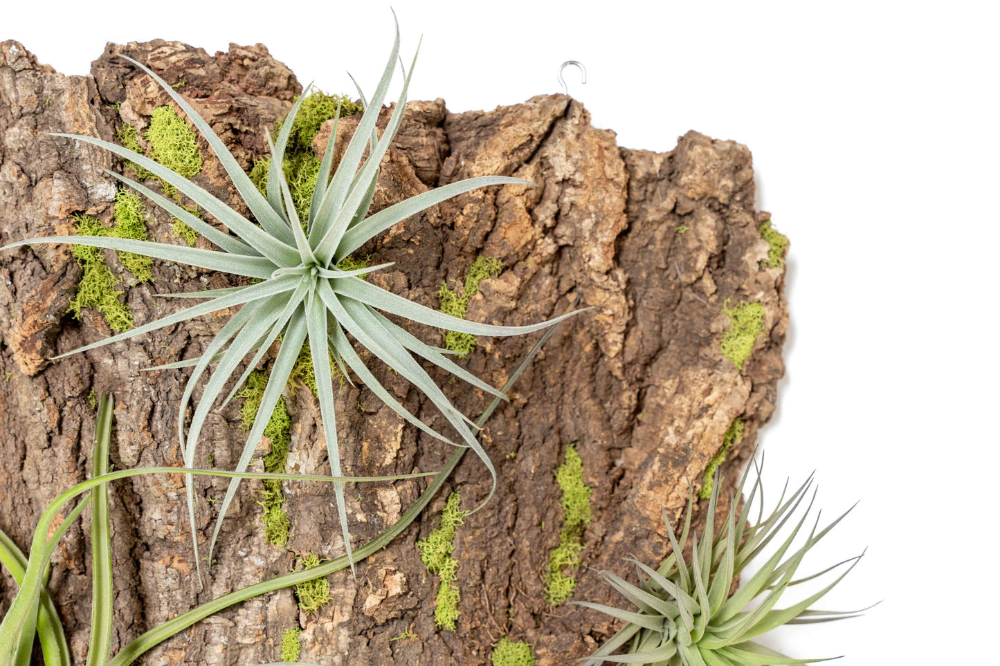 Fully Assembled Air Plant Cork Bark Displays- Multiple Sizes