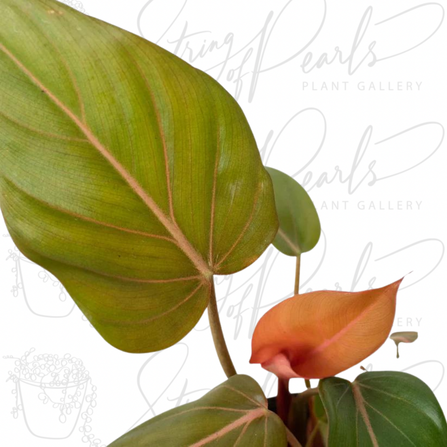 Philodendron 'Summer Glory'