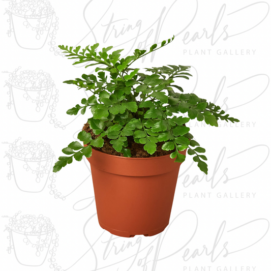 Austral Gem Fern