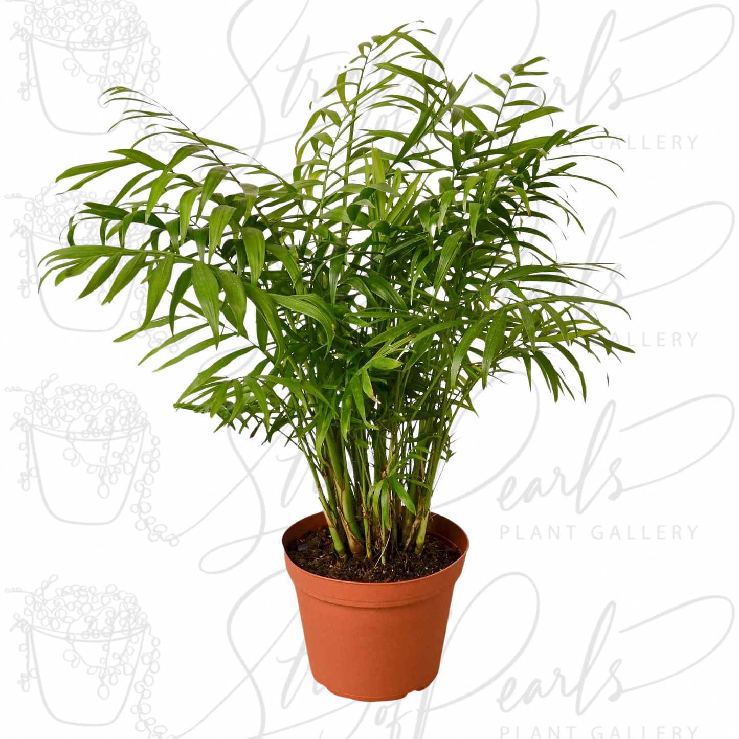 Parlor Palm Plant